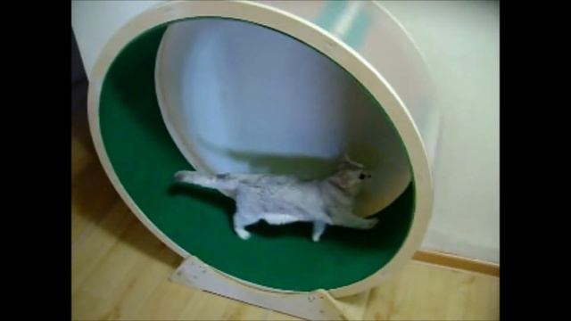 Беговое колесо для кошек и собак смотреть онлайн