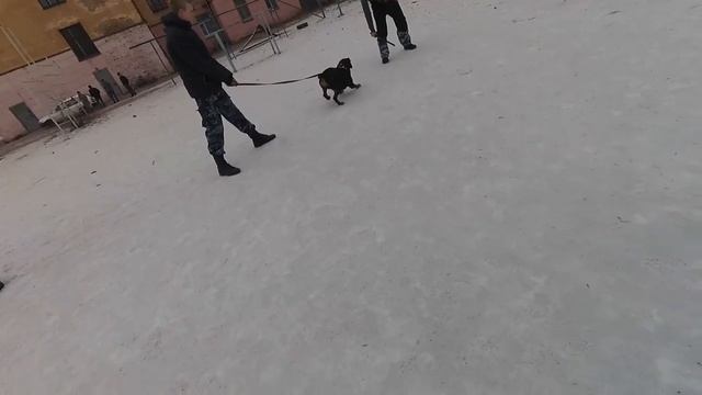 Будни Кинологов ? смотреть онлайн