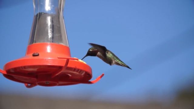 Sony nex-7 CAMERA SETUP Canon FD 100-300MM F/5.6 L lens METABONES SPEEDBOOSTER HOYA HMC SKYLIGHT смотреть онлайн