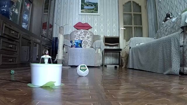 15.07.20. Сегодня День рождения. Рыжик приготовил подарок ))) смотреть онлайн