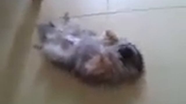 Шпиц в нирване -"спит без задних ног" 077 смотреть онлайн