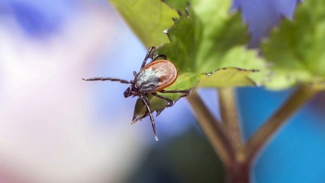 МО зафиксировано рекордное количество обращений за медпомощью из-за укусов клещей14 июня 2023 года. смотреть онлайн