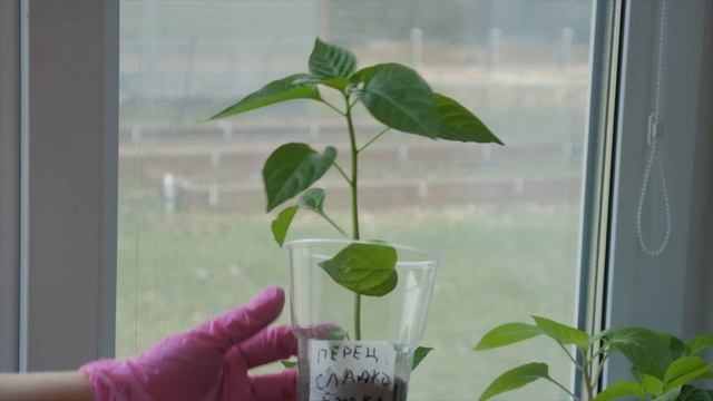 Вот так перец! смотреть онлайн