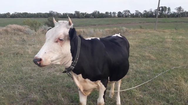 Наша телка в охоте смотреть онлайн