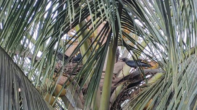 Наш ручной блестящий ворон - кормим Дружище и Подружку и наблюдаем за птенцами в гнезде смотреть онлайн