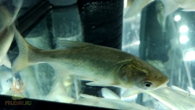 Толстолобик - полезные рыбы, избавляет от водорослей и цветения!!! ВОДОРОСЛИЕД ДЛЯ ПРУДА! смотреть онлайн