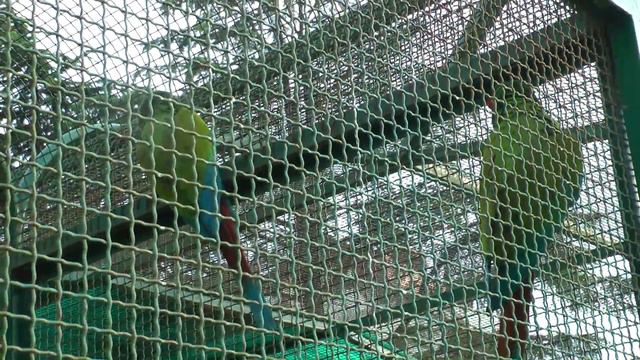 серия 4. Водопад и зоопарк смотреть онлайн