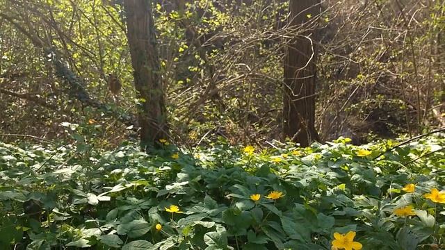 Anemone Giallo (Anemone Ranunculoides L.) Toxic,medicinal Plant