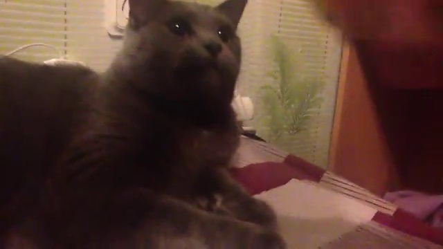 Кот и рулетка смотреть онлайн