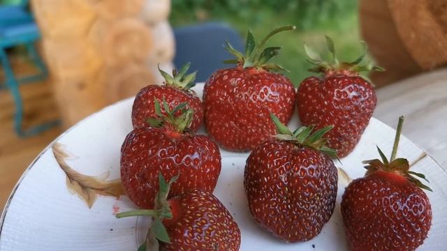 У какой клубники есть "корона"! Чёрный Принц-"коронованная" садовая крупноплодная земляника. смотреть онлайн