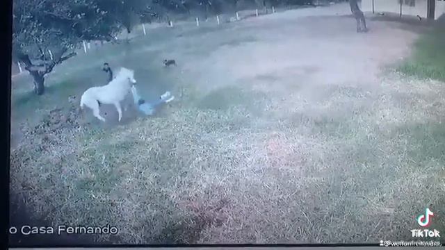 Жеребец озверел. смотреть онлайн