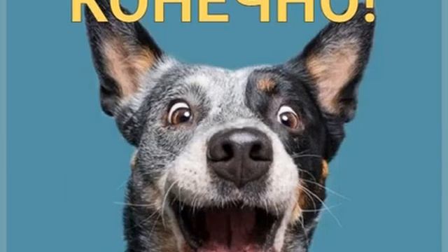 Сухой корм для собак можно и нужно размачивать в некоторых случаях, если он из обезвоженного мяса