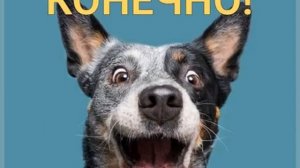 Сухой корм для собак можно и нужно размачивать в некоторых случаях, если он из обезвоженного мяса