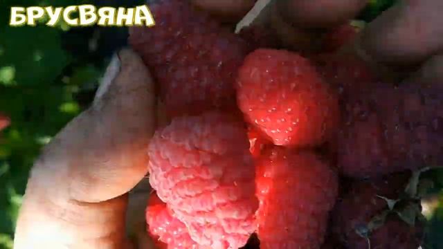 Брусвяна смотреть онлайн