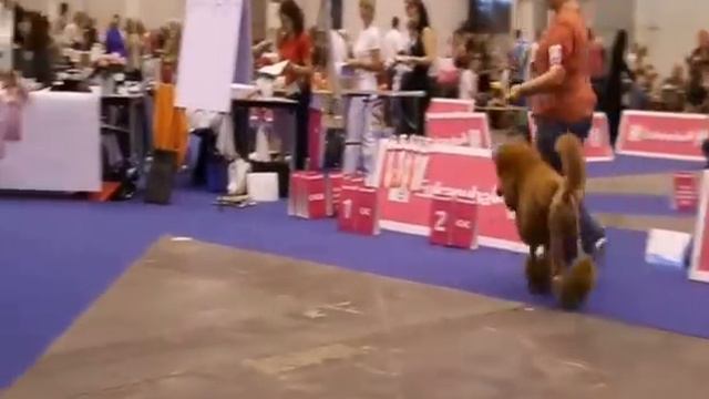 European Dog Show 2013, Geneva. Standard Poodles Apricot-Red-Silver смотреть онлайн