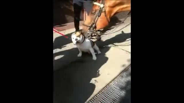 Лошадь влюблена в английского бульдога смотреть онлайн