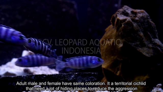Demasoni Cichlid. (Leopard Aquatic I010B) смотреть онлайн