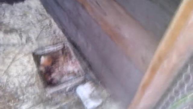 Фазаны и цесарки в моем хозяйстве. смотреть онлайн