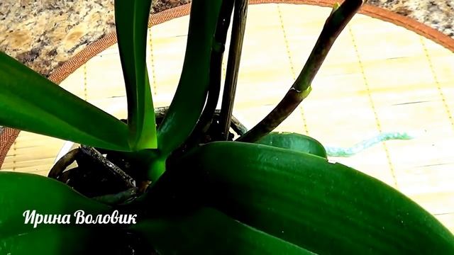 Фаленопсис. Орхидея без точки роста дала детку. Результат эксперимента.