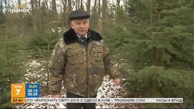 Праздник приближается: где и как выбрать новогоднее дерево? смотреть онлайн
