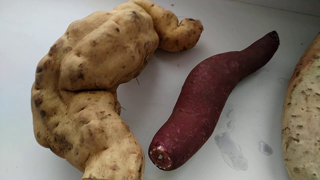 Батат- интересно, вкусно, питательно! смотреть онлайн