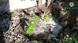 Виноград из чубуков ( черенков). Как мы выращиваем виноград из чубуков ( черенков).