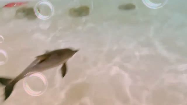 Slippery Fish Song смотреть онлайн