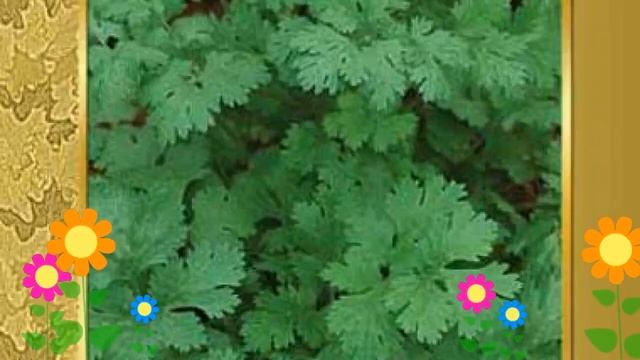 Кориандр Прелесть (Prelest'). Краткий обзор, описание характеристик, где купить семена смотреть онлайн