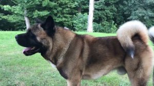 Американская Акита