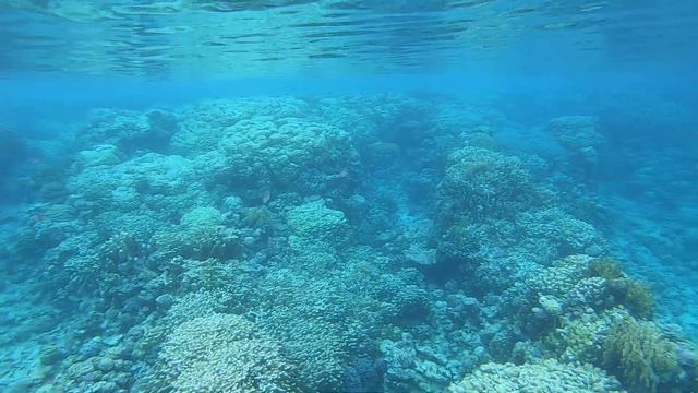 Coral Sea Sensatori, Sharm-El-Sheikh, 13 January 2021 смотреть онлайн