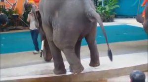 РОЗОВЫЙ СЛОН - ДЕТСКАЯ ПЕСЕНКА 18+