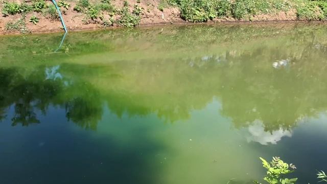 Известкование пруда с рыбой. Как избавиться от цветения воды в пруду. Пруд своими руками. смотреть онлайн