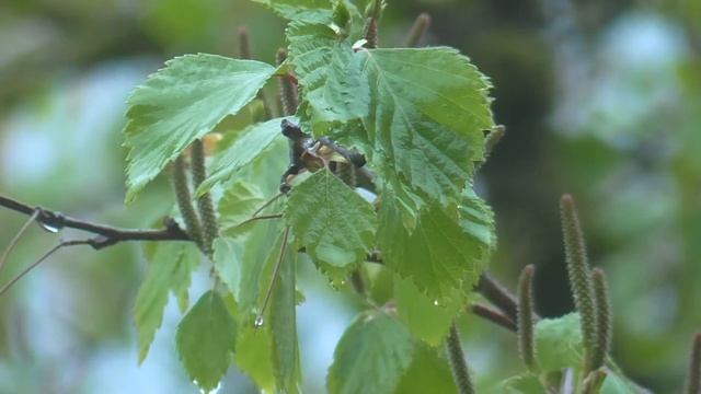 Rainy | Clair de Lune | Panasonic HC-V210 смотреть онлайн