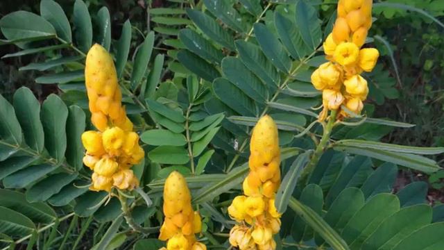 The Candlestick Plant or The king of the forest benefits смотреть онлайн