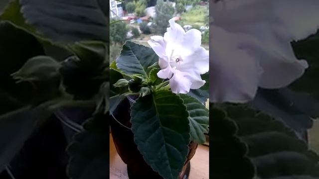 Глоксинии - "невесты"!!!! смотреть онлайн