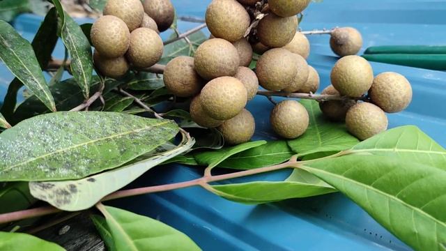 Harvesting Longan (Dimocarpus longan) "Mata Kuching Diamond" смотреть онлайн