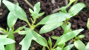 Как правильно пикировать томаты - все тонкости и нюансы! Когда и как нужно пикировать рассаду