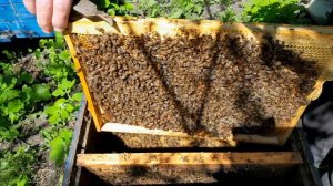 Отводок на одну рамку с плодной маткой