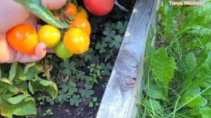 ТОМАТ УТЁНОК. НИЗКОРОСЛЫЕ ШТАМБОВЫЕ ТОМАТЫ С НОСИКОМ.