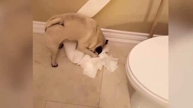 После Этого Видео ВЫ Никогда Не Заведете Домашних Животных смотреть онлайн