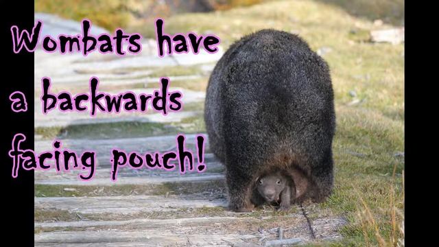 WOMBAT WONDERFUL FACTS!!!