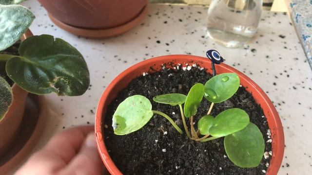 BİM’e gelen Pilea Japon para çiçeği bitkisine saksı değişimi yaptık #pileapeperomioides смотреть онлайн