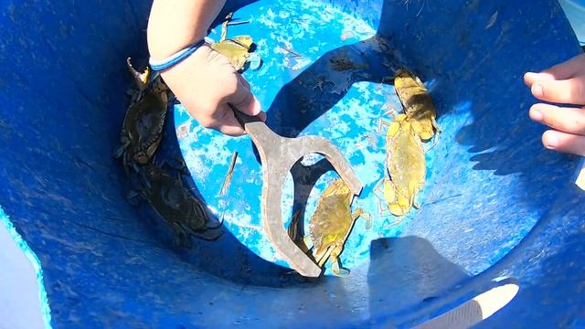 BLUE CRAB CRABBING Using Crab Traps (bait, Set, Pull)