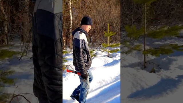 Гуляем с топором по зимнему лесу в поисках чаги смотреть онлайн