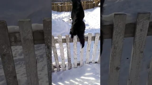 Тренировка Немецкой Овчарки. Преодоление Полосы Препятствий. смотреть онлайн