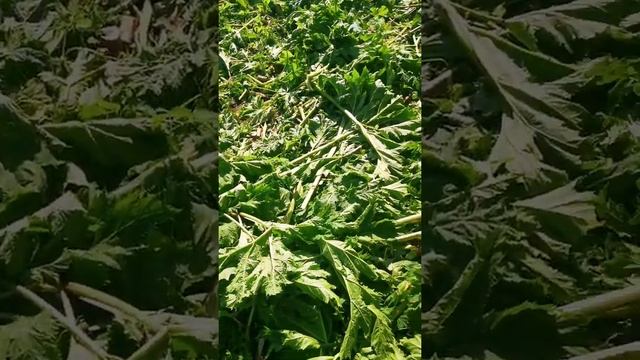 Лучшие способы борьбы с борщевиком. смотреть онлайн