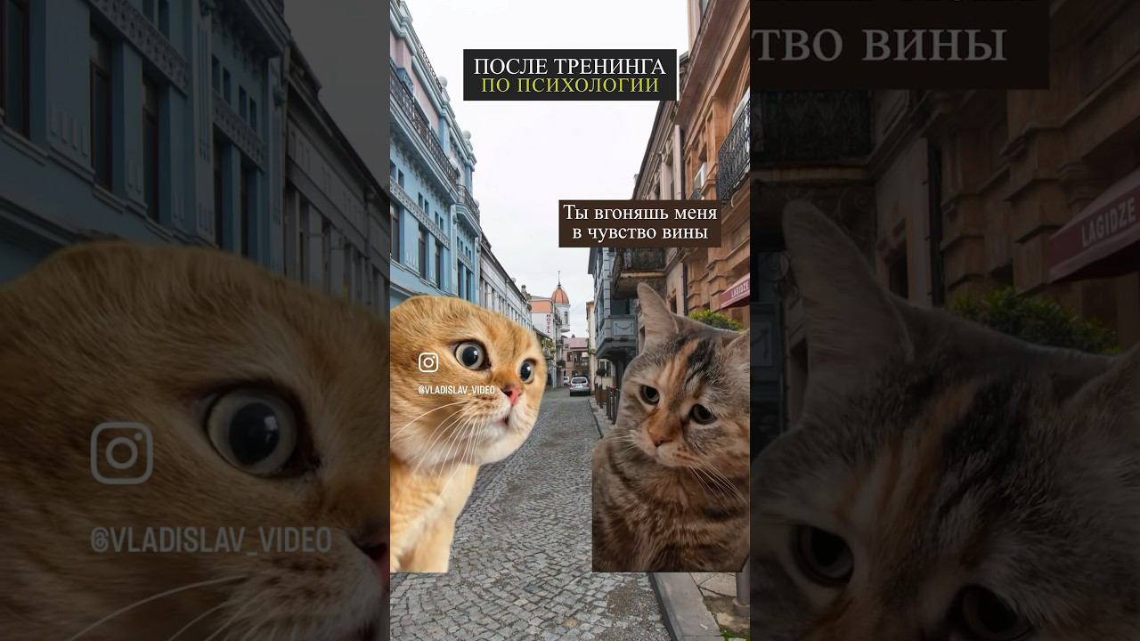 #юмор #котики