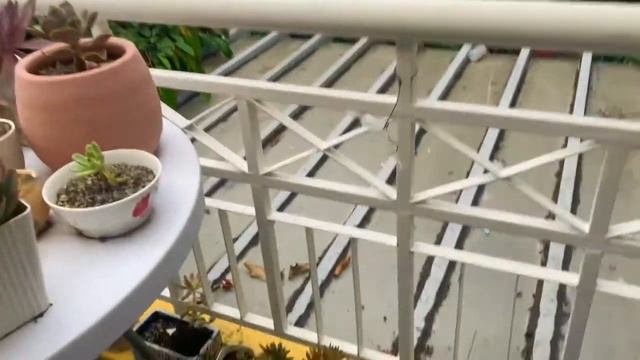 Unboxing New Succulents from South Korea #7 | Garden Update смотреть онлайн