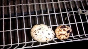 Почему перепела перестали нестись. Причины.