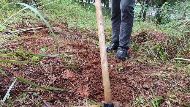 Budidaya Tanaman Serai di Lahan Sempit | Tanaman Serai 🤩🤩🤩 смотреть онлайн